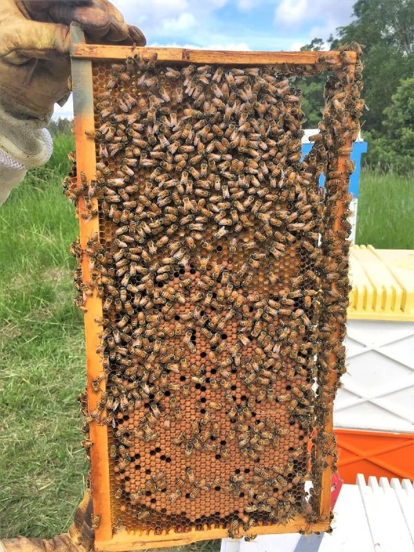 buy bee hive